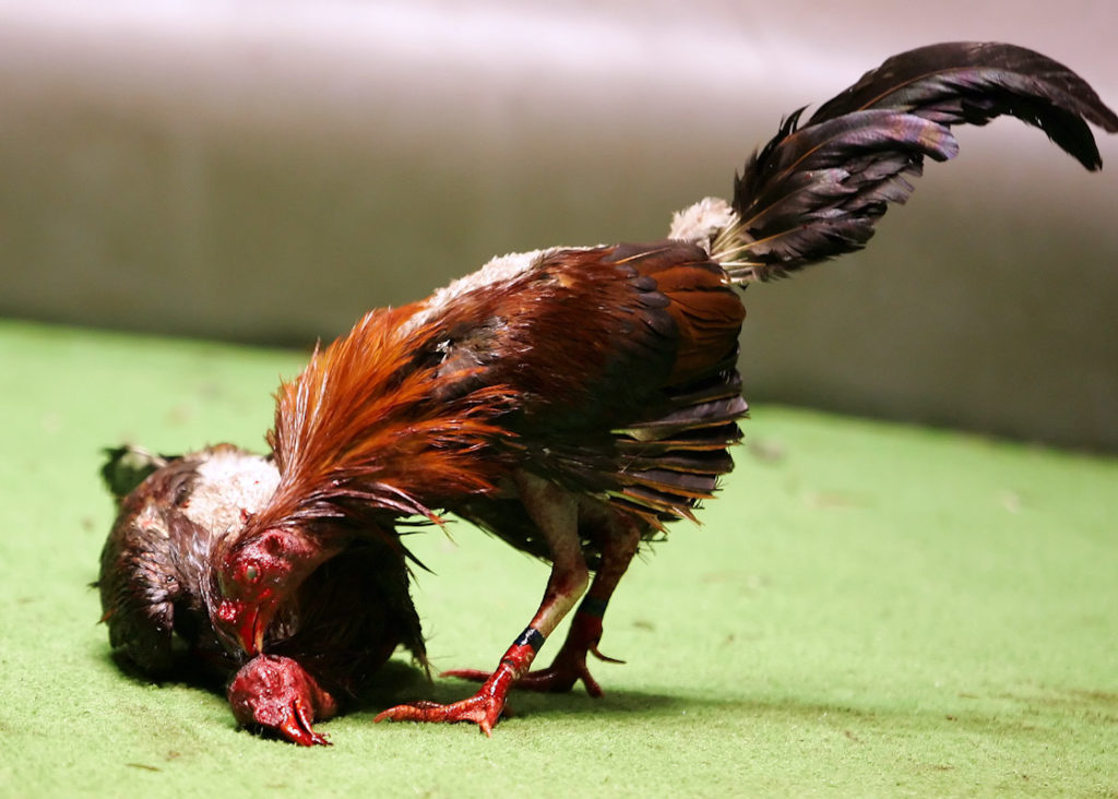 Ayam Unggulan