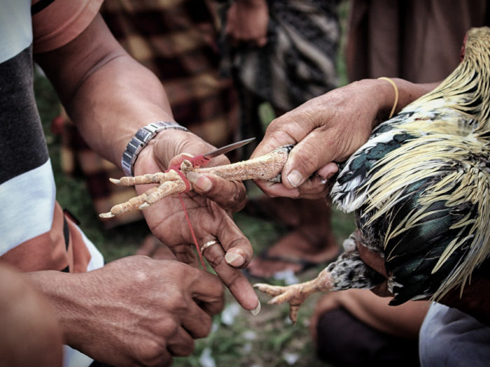 Tips Menang Sabung Ayam Online