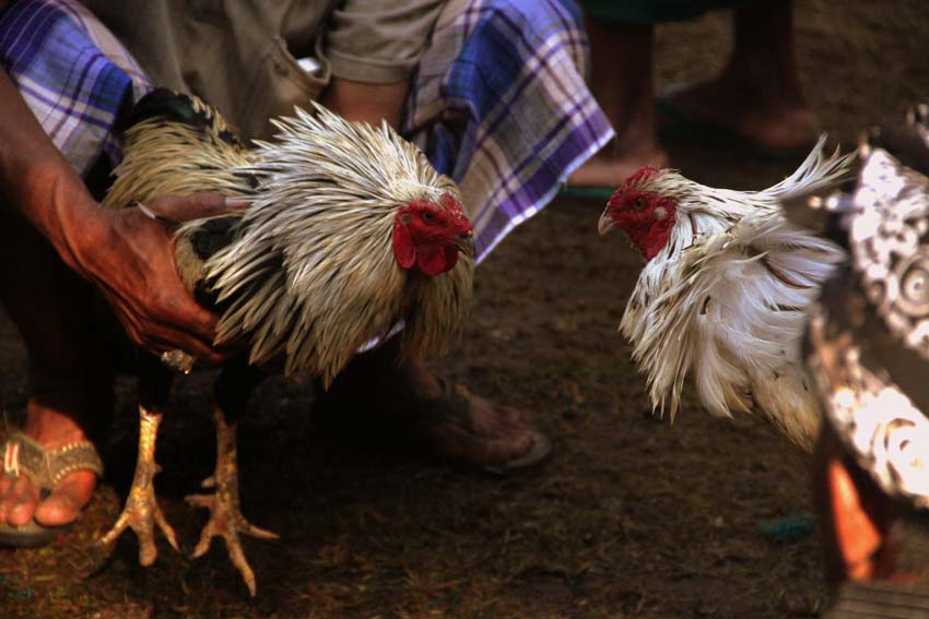 Pemain sabung ayam s128