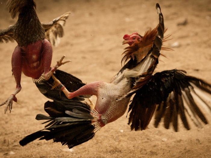 Taktik dan Strategi Permainan Sabung Ayam Online